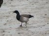 Pale-bellied Brent Goose at Thorpe Bay Seafront (Steve Arlow) (61967 bytes)